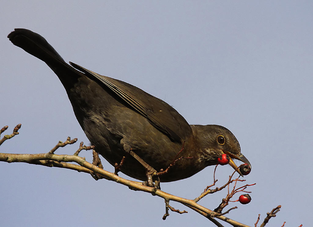 Beautiful Wallpapers for Desktop: Black Bird wallpapers hd