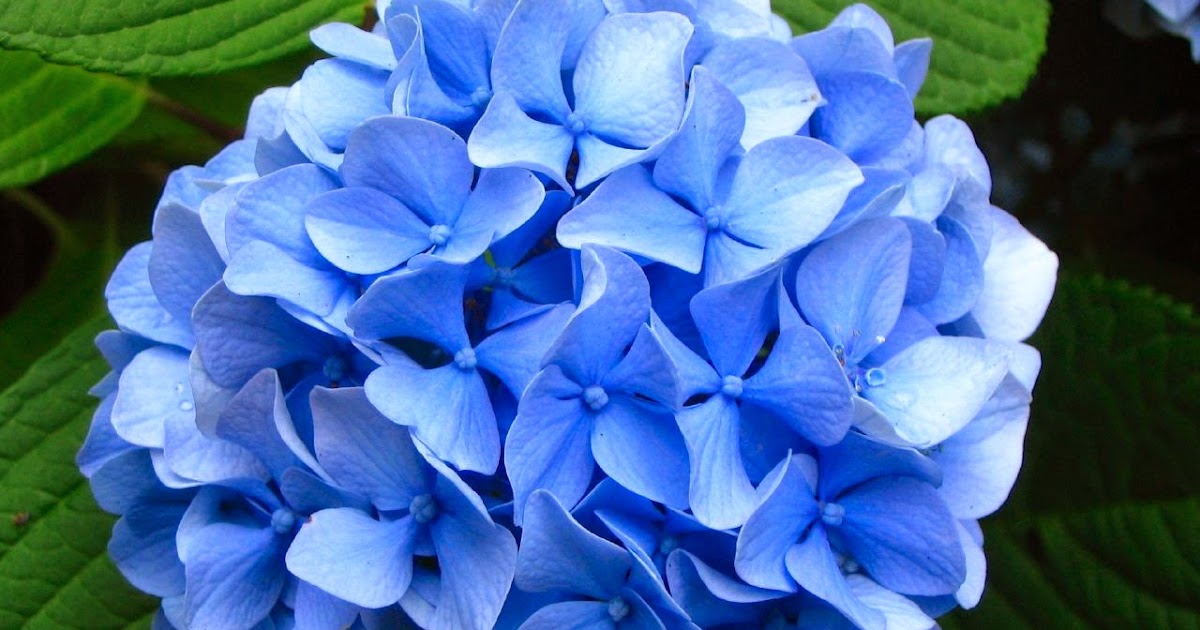 Flower Photos Most Expensive Flowers Hydrangea
