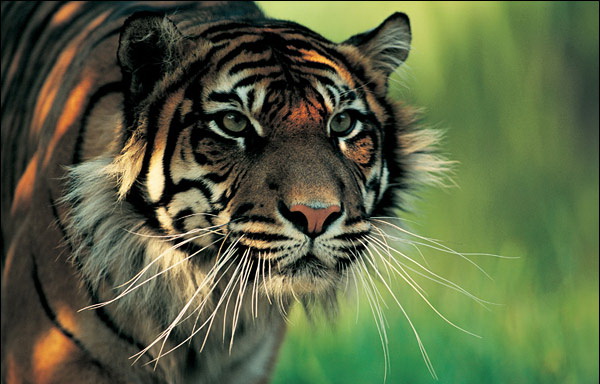 Harimau Sumatera | Gosip Gambar