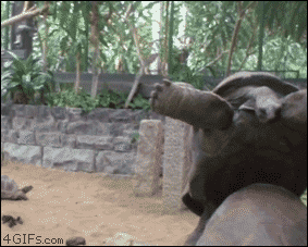 Funny animals Gifs and more: [Funny Gif] Tortoise falls over mating fail