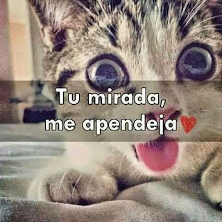 imagenes;frases;mensajes dulces de amor imagenes;frases;mensajes dulces de amor