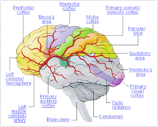 Human Health Informations