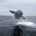 Ballena Saltadora