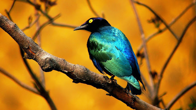 அழகிய பறவைகள் (Beautiful-Bird-Wallpaper) Beautiful+Birds+Wallpapers+%252814%2529