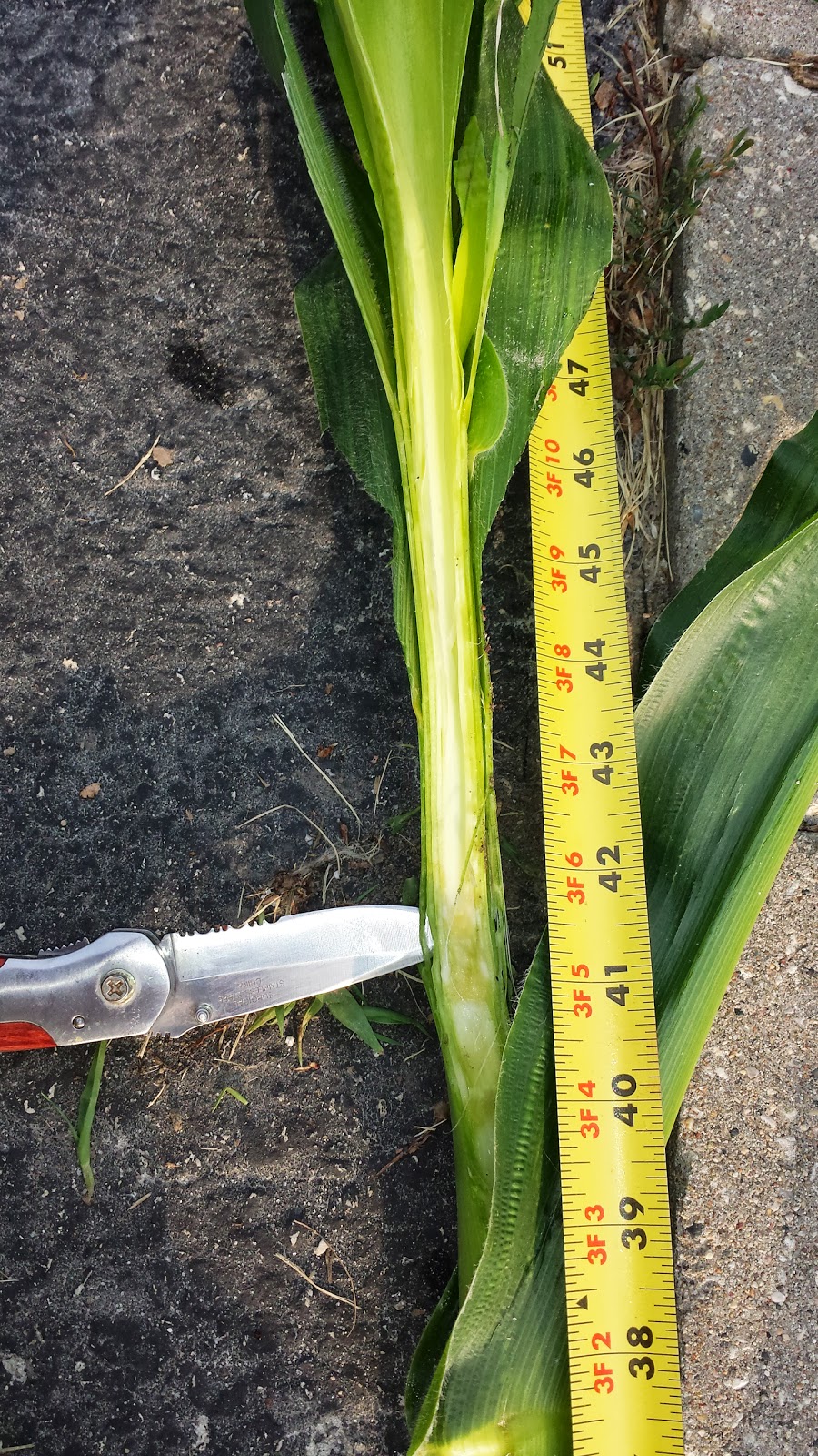 Foods Resource Bank HEAR THE CORN GROW