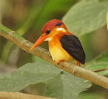Black-backed Kingfisher_2011