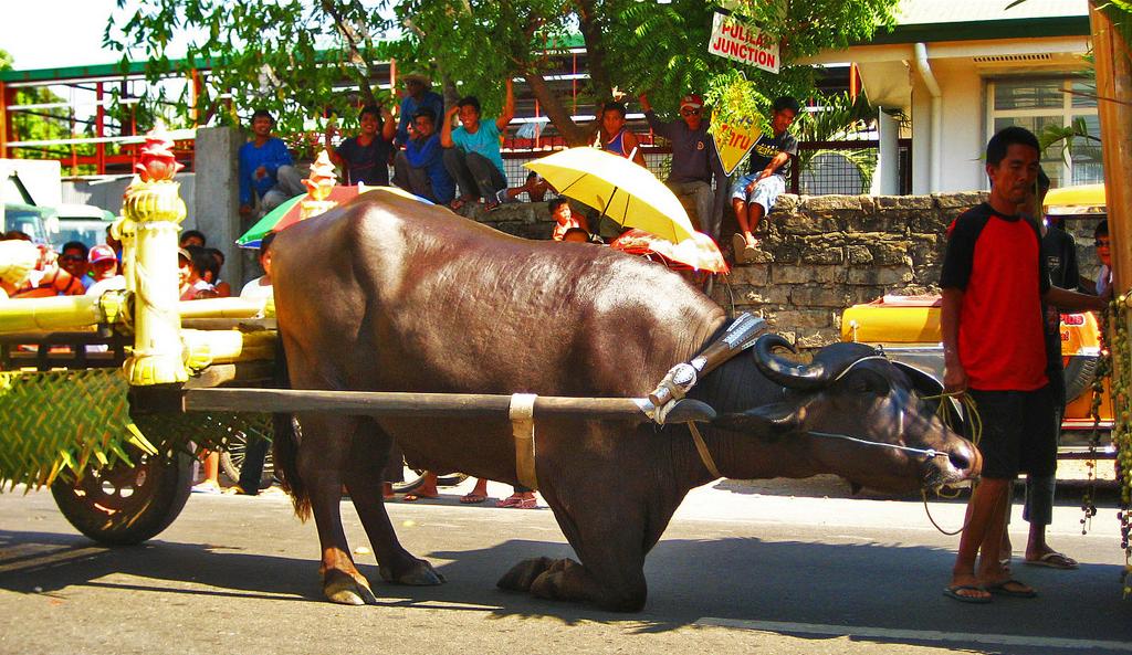 Carabao Festival