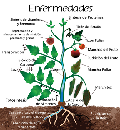 LAS BACTERIAS PRODUCEN ENFERMEDADES las bacterias producen enfermedades: