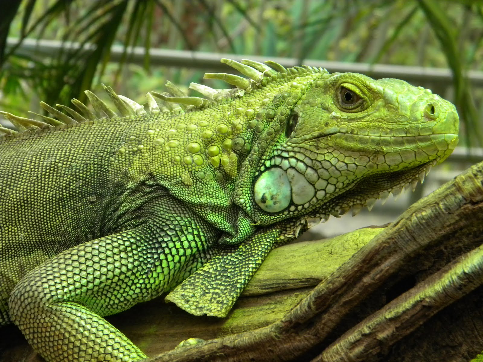 iguana besar