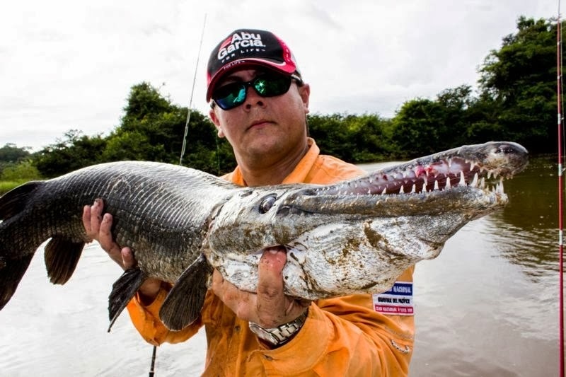 Big Fishes of the World GAR TROPICAL (Atractosteus tropicus)