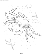 Coloriage crabe (coloriage crabe)