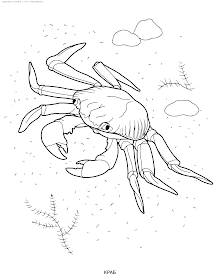 Coloriage crabe