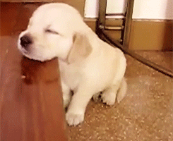 sleepy puppy gif tired puppy hank player sleepy puppy gif tired puppy hank player