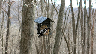 Mrs. Downy Woodpecker, January 18, 2016, 10:03:48 AM
