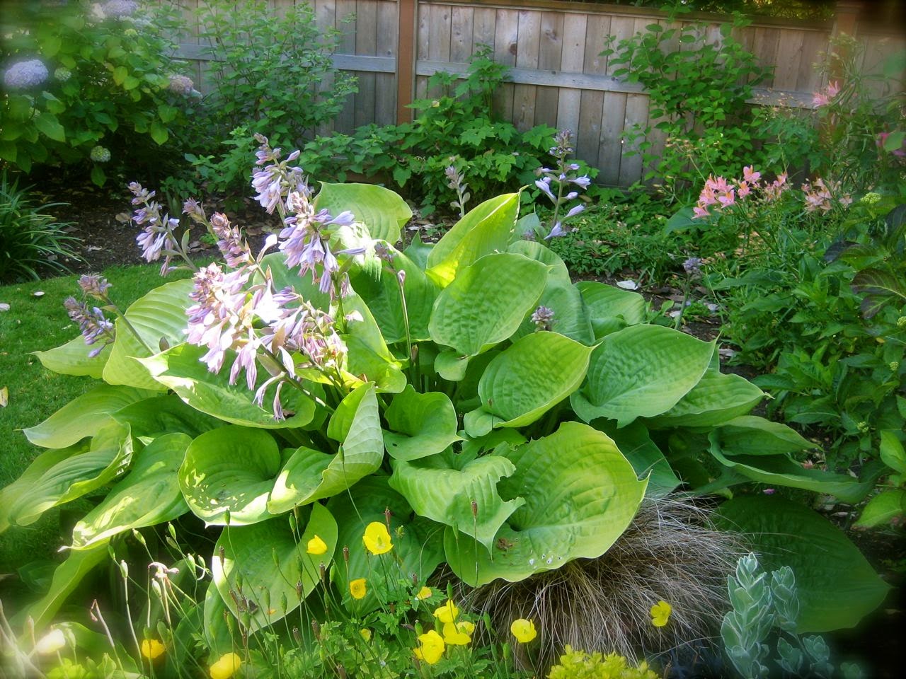 hostess of the humble bungalow Pretty in Pink...plants and plantings.