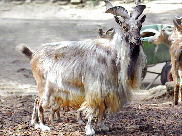 markhor animal wildlife christmas gift donate