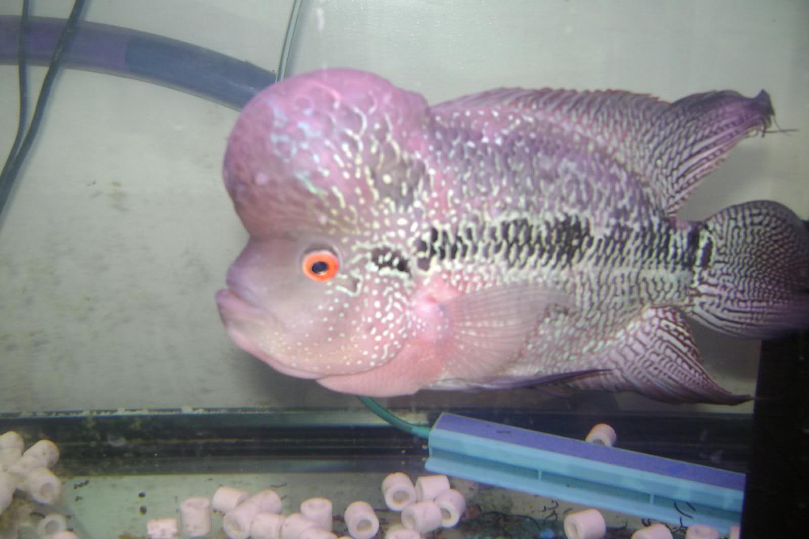Flowerhorn The Hybrid Cichlids BiG Kok King Kamfa Flowerhorn fishyman124