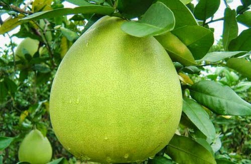 Bali Indonesia Holiday Travels: Jeruk Bali a Healthy Fruit