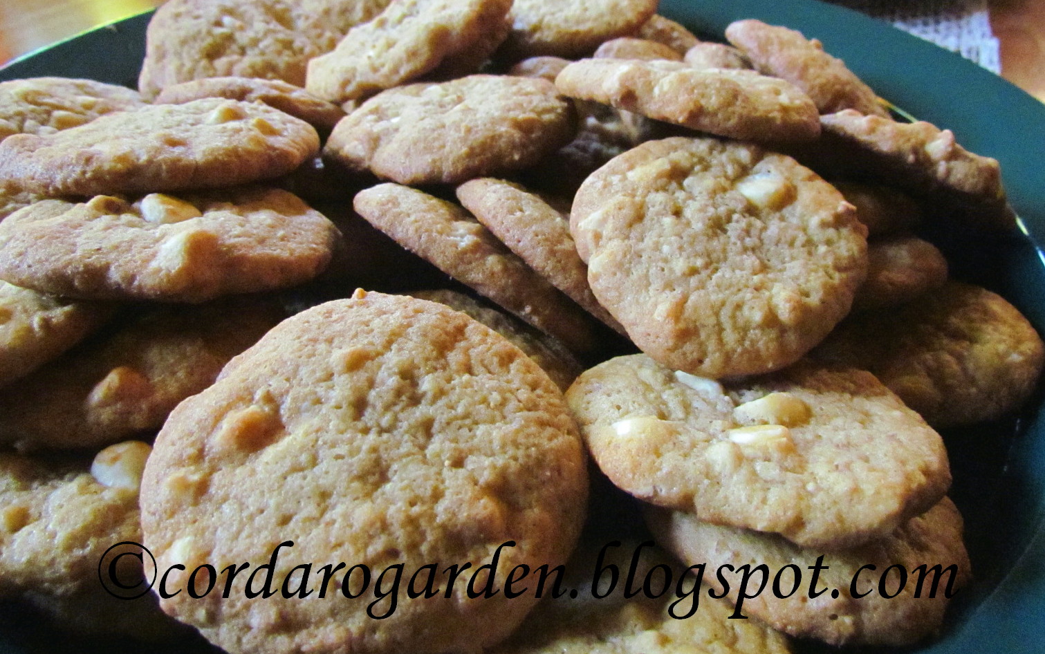 The Gardener of Eden: December 2011