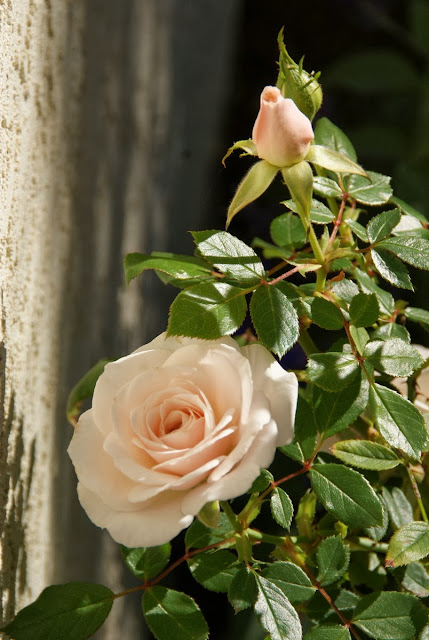 Organic Garden Dreams: December Roses