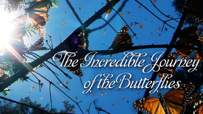 The Incredible Journey of the Butterflies, NOVA, PBS The Incredible Journey of the Butterflies, NOVA, PBS