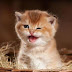 cute sweet kitty :'profile picture for cute girls"