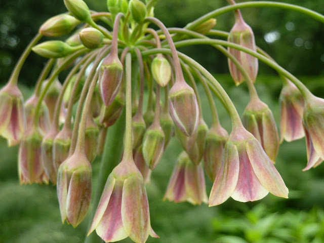 Nectaroscordum siculum ssp. bulgaricum (Honey Garlic) flower at Brooklyn Botanic