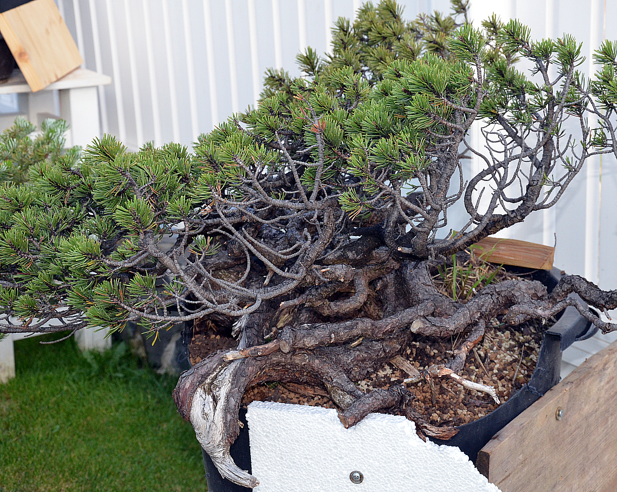 Bonsai Living Art Pinus Mugo Yamadori