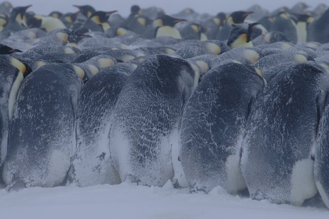 101 Proofs For God: #92 Emperor Penguins