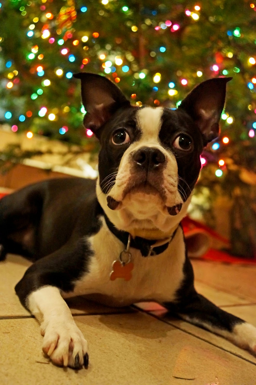 Cute Christmas Boston Terrier