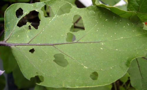 団地のベランダで家庭菜園 ナスの葉が虫に食われる