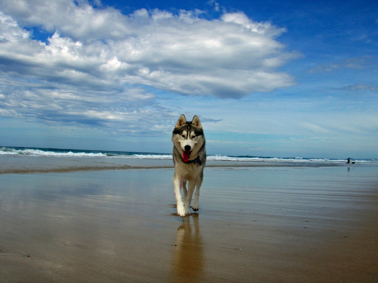 Köpek Resimleri HD Dogs Wallpapers Duvar Kağıtları Kaliteli Resim