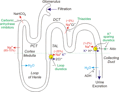 diuretics thiazide diuretic potassium sparing drug sodium renal water handling nephron action loop reabsorption pharmacology where site filtration pressure blood