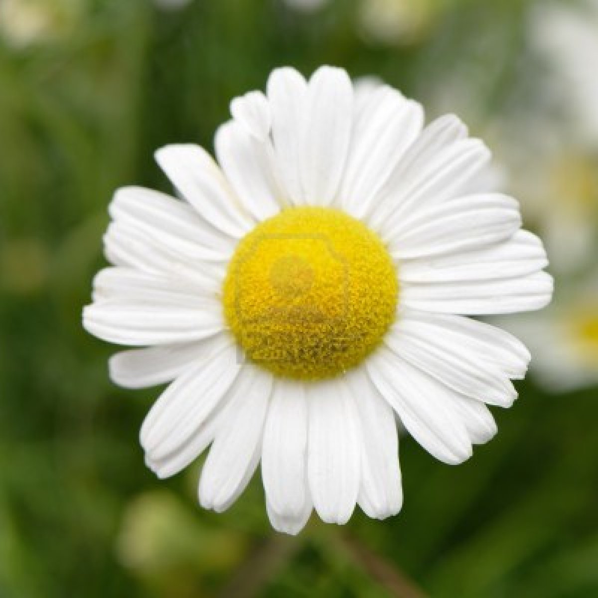 http://4.bp.blogspot.com/-yo0OHe8PVBg/UJ6RS2XTqYI/AAAAAAAABe0/7GwEfiYFBOs/s1600/14408368-wild-chamomile-white-flowers-selective-focus-bokeh.jpg