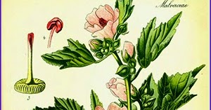 Реферат: Опис рослин Копитняк європейський Рожа лікарська алтея лікарська Фіалка запашна