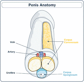 anatomia penisului anatomia penisului