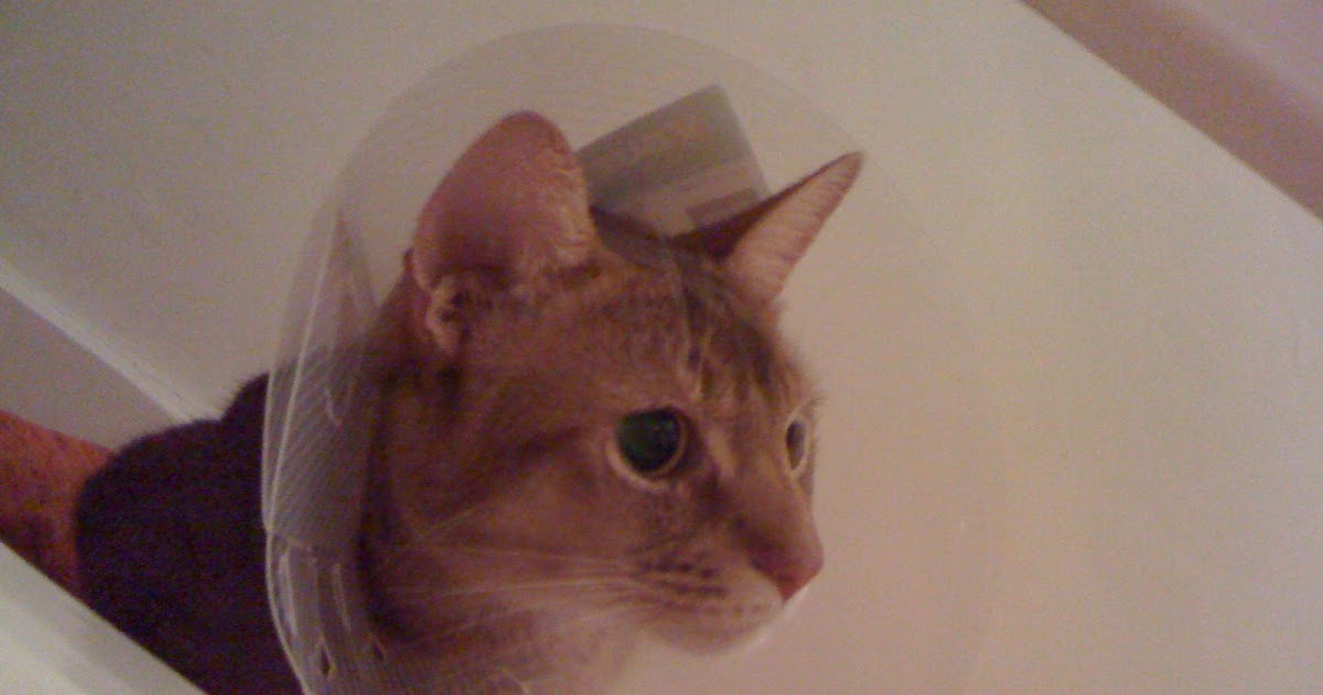 Four Abyssinian Cats: Amber's Op