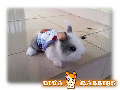 Cutest Rabbit