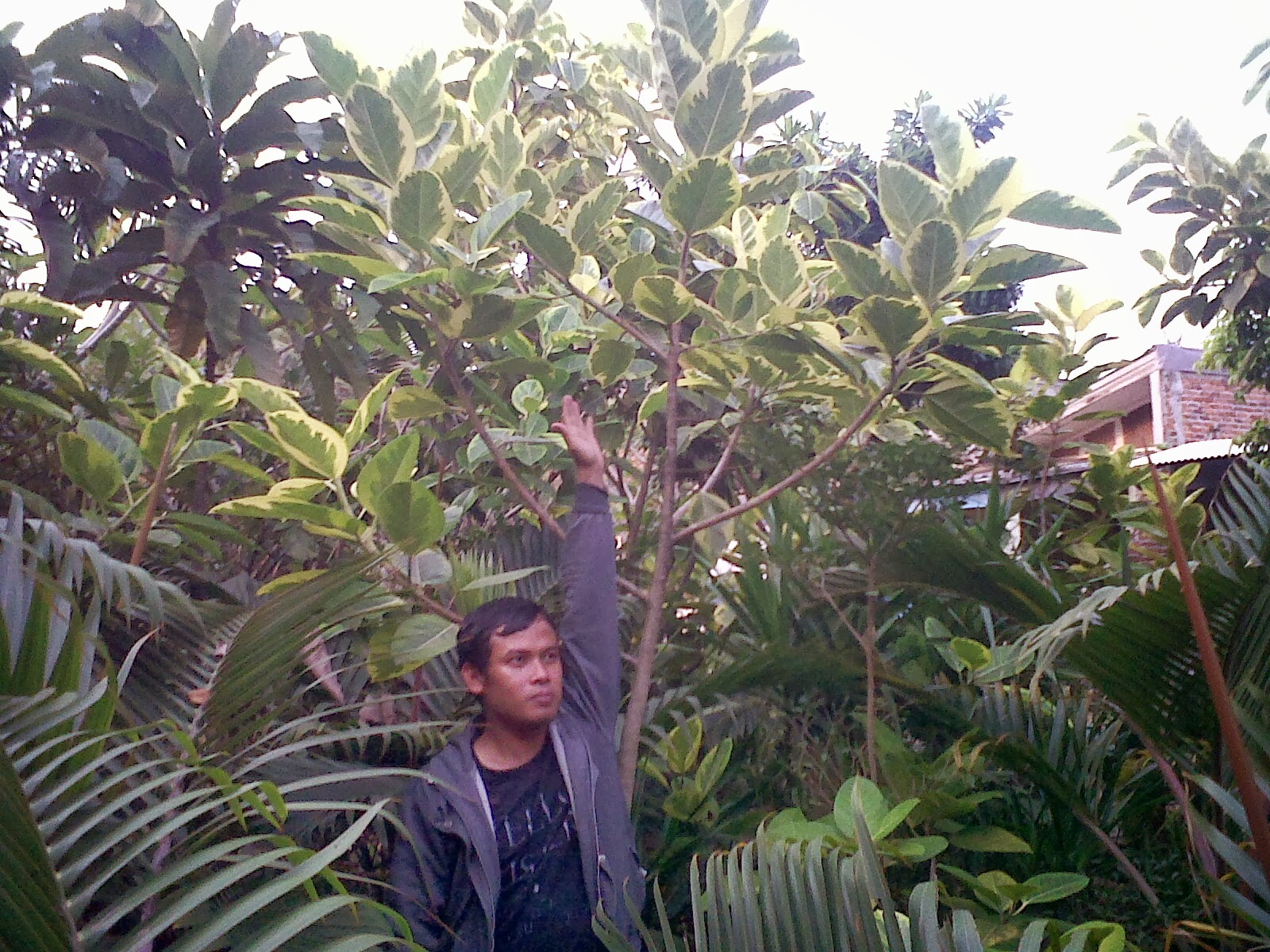 tanaman hias dan pohon pelindung pohon karet munding tanaman hias dan pohon pelindung pohon karet munding