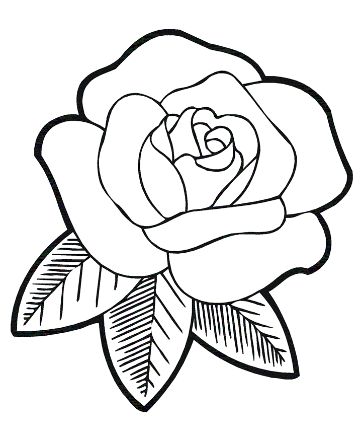 Line Drawing Pictures Of Flowers : Colours drawing wallpaper flower colour