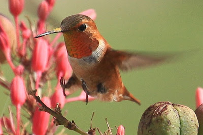 hummingbirds and sphinx moths phillip s natural world hummingbirds and sphinx moths phillip s natural world