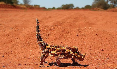 Strange Thorny Mountain Devil Lizard Seen On www.coolpicturegallery.us Strange Thorny Mountain Devil Lizard Seen On www.coolpicturegallery.us