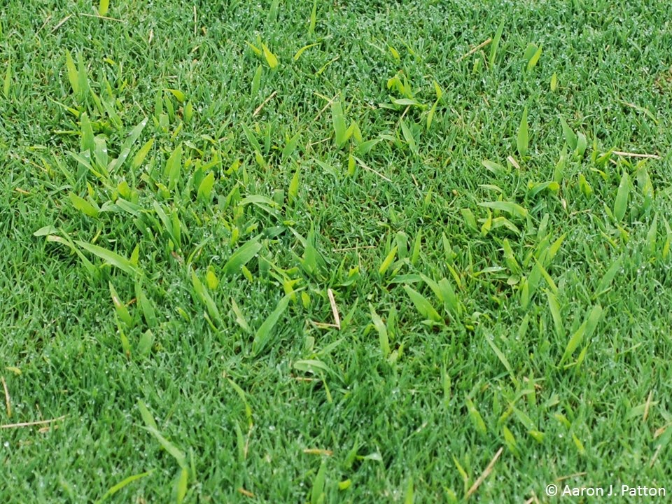 Purdue Turf Tips Weed Of The Month For April 2015 Is Smooth Crabgrass. 