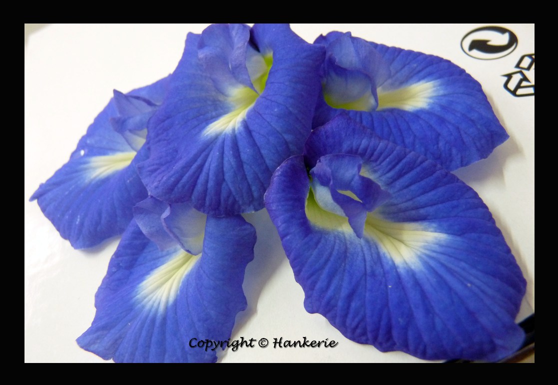 3D Blue Blossom Swiss Roll Hankerie