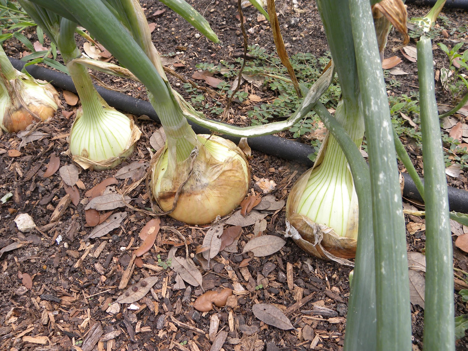 Diane's Texas Garden My Onion Harvest!