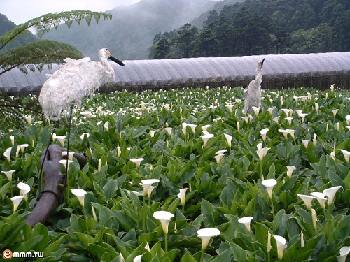 19 2012 竹子湖海芋季