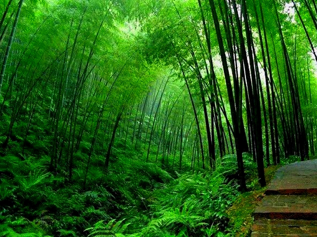 Cerita Pohon Pakis dan Pohon Bambu ~ AdilKurnia