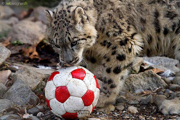 Animals Are Seriously In Love with Soccer