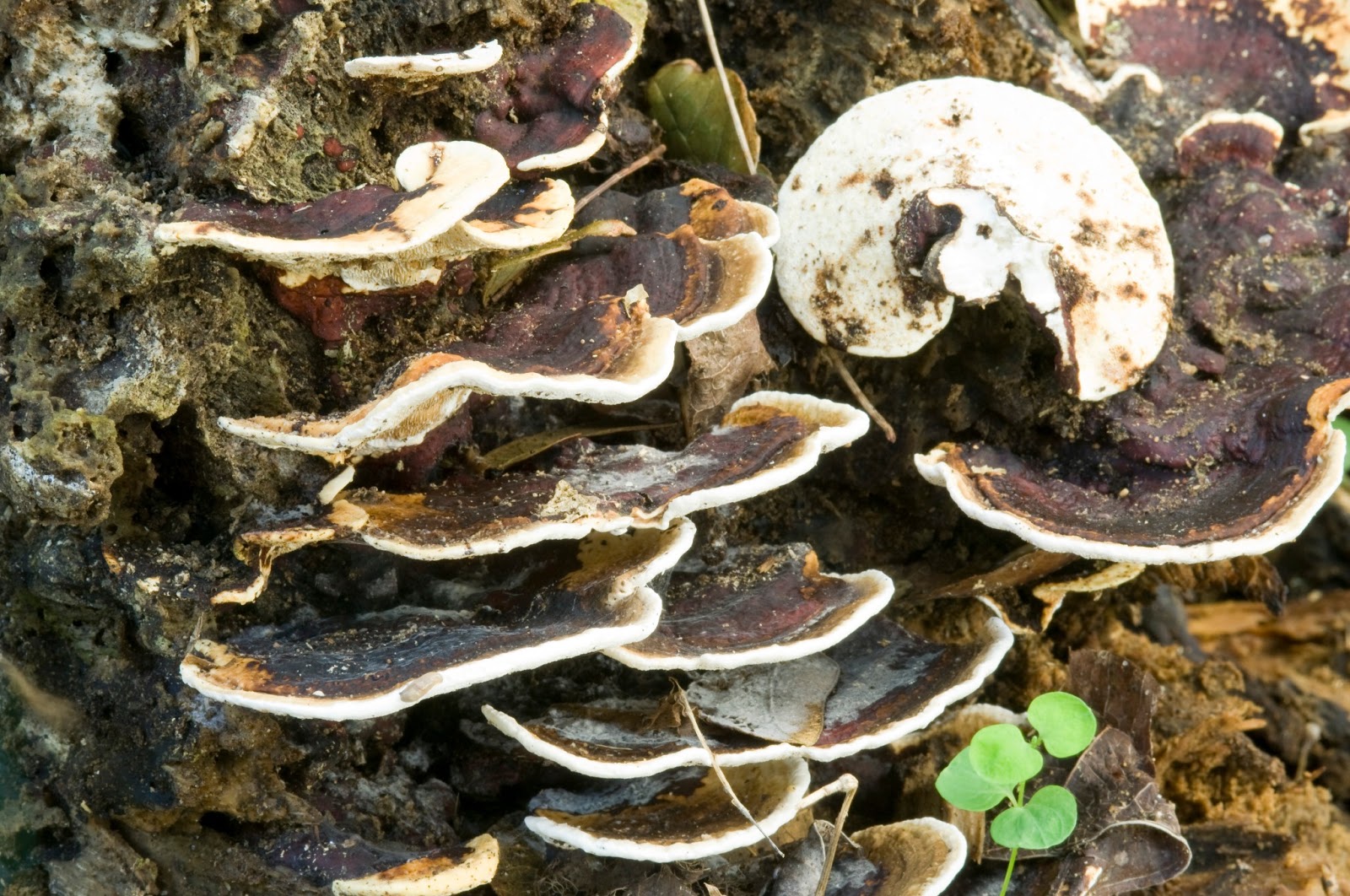 The 3 Foragers Foraging for Wild, Natural, Organic Food Mushrooms of