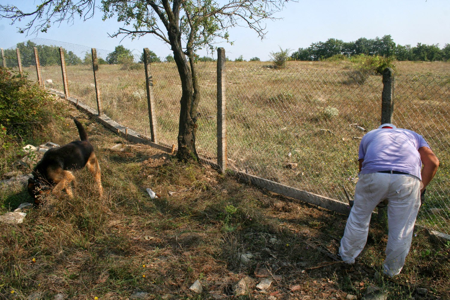 Mahmet working hard, and the daft dog Mahmet working hard, and the daft dog